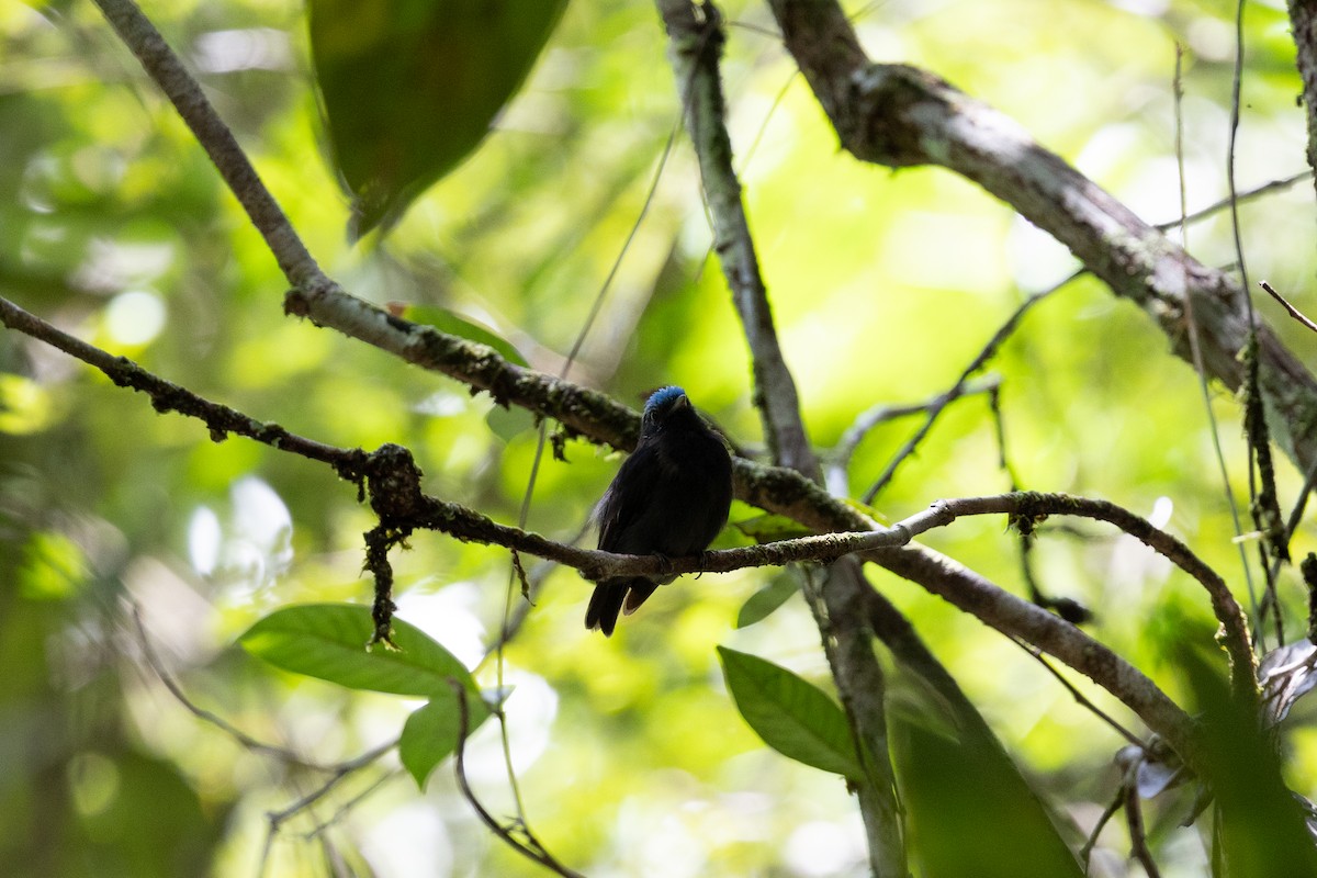 Mavi Tepeli Manakin [coronata grubu] - ML637413260