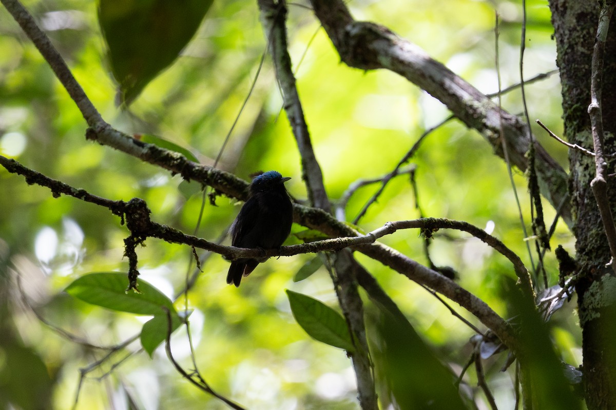 Mavi Tepeli Manakin [coronata grubu] - ML637413261