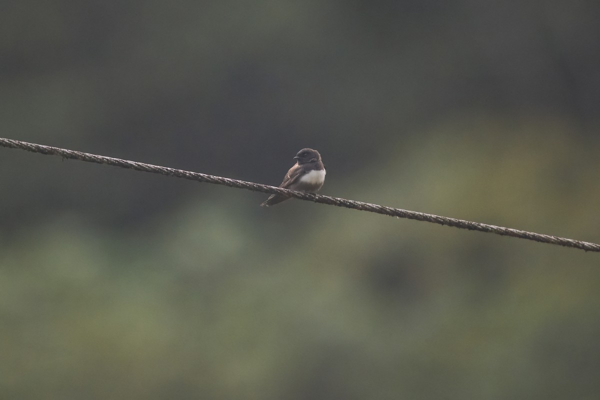 White-banded Swallow - ML637413278