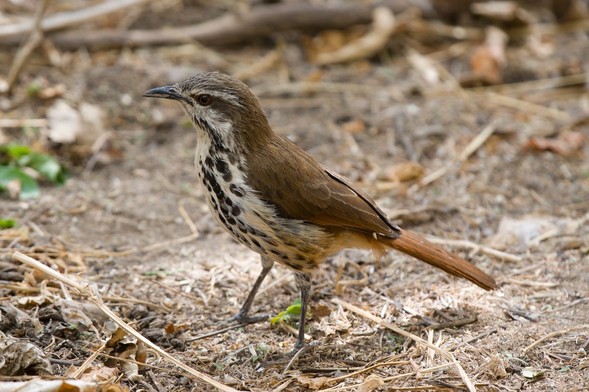 Spotted Morning-Thrush - ML637413292
