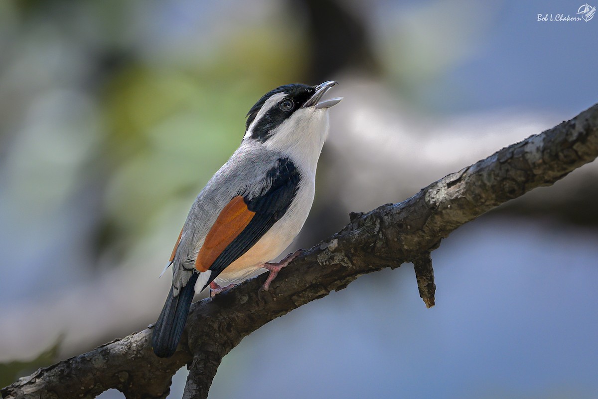White-browed Shrike-Babbler (Himalayan) - ML637413322