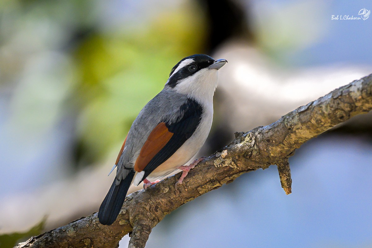 White-browed Shrike-Babbler (Himalayan) - ML637413326