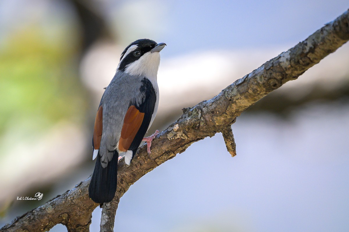 White-browed Shrike-Babbler (Himalayan) - ML637413327