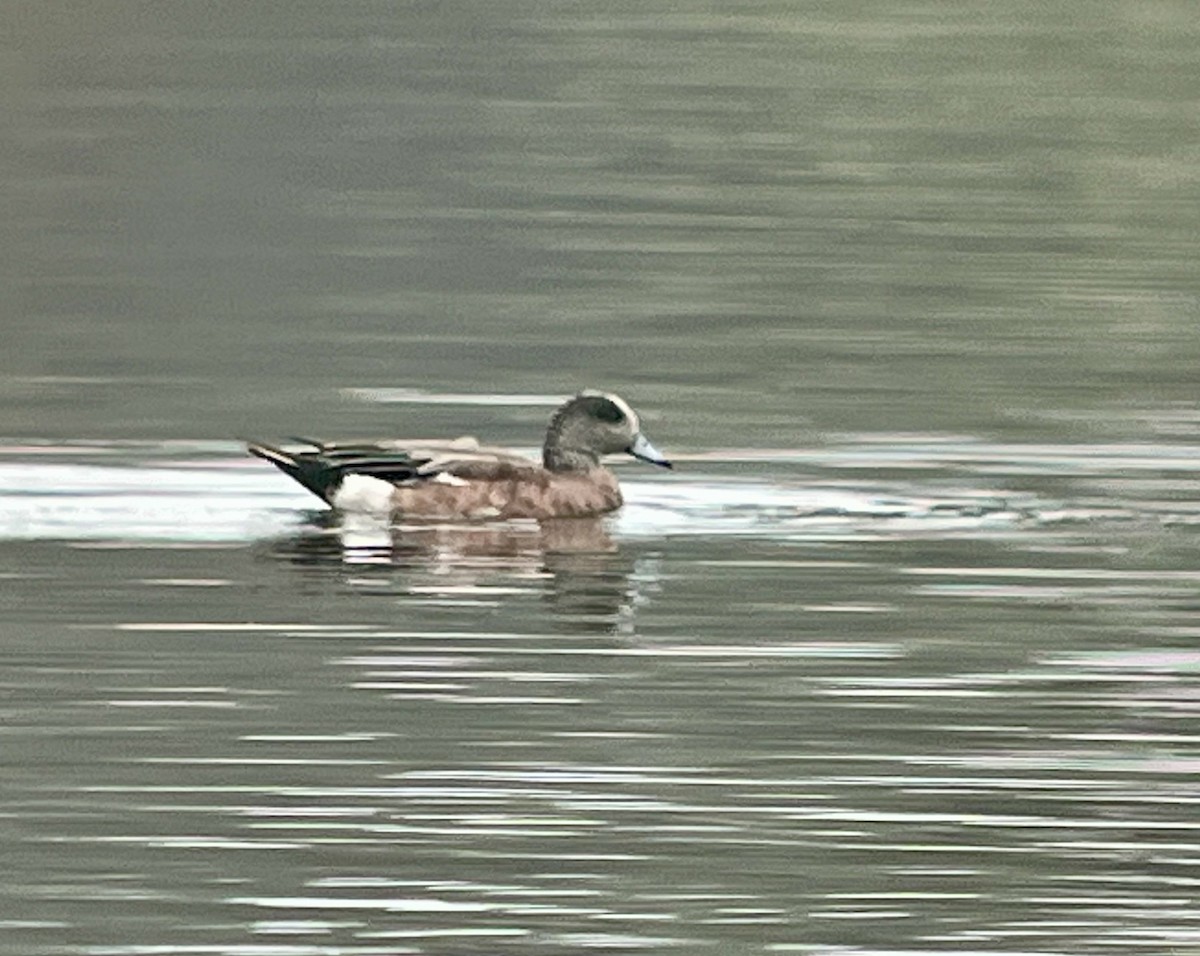 American Wigeon - ML637413361