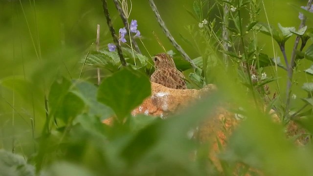 Singing Bushlark - ML637413365