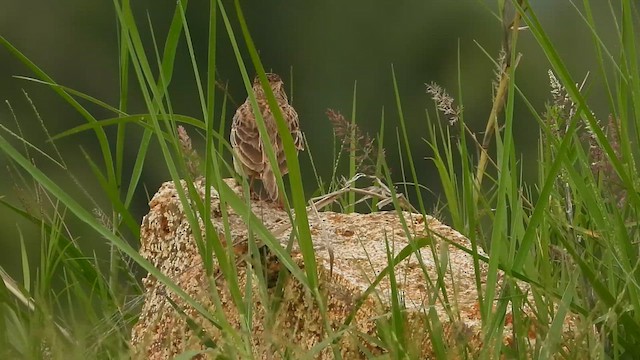 Singing Bushlark - ML637413375