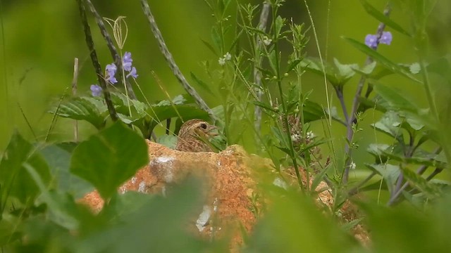 Singing Bushlark - ML637413391