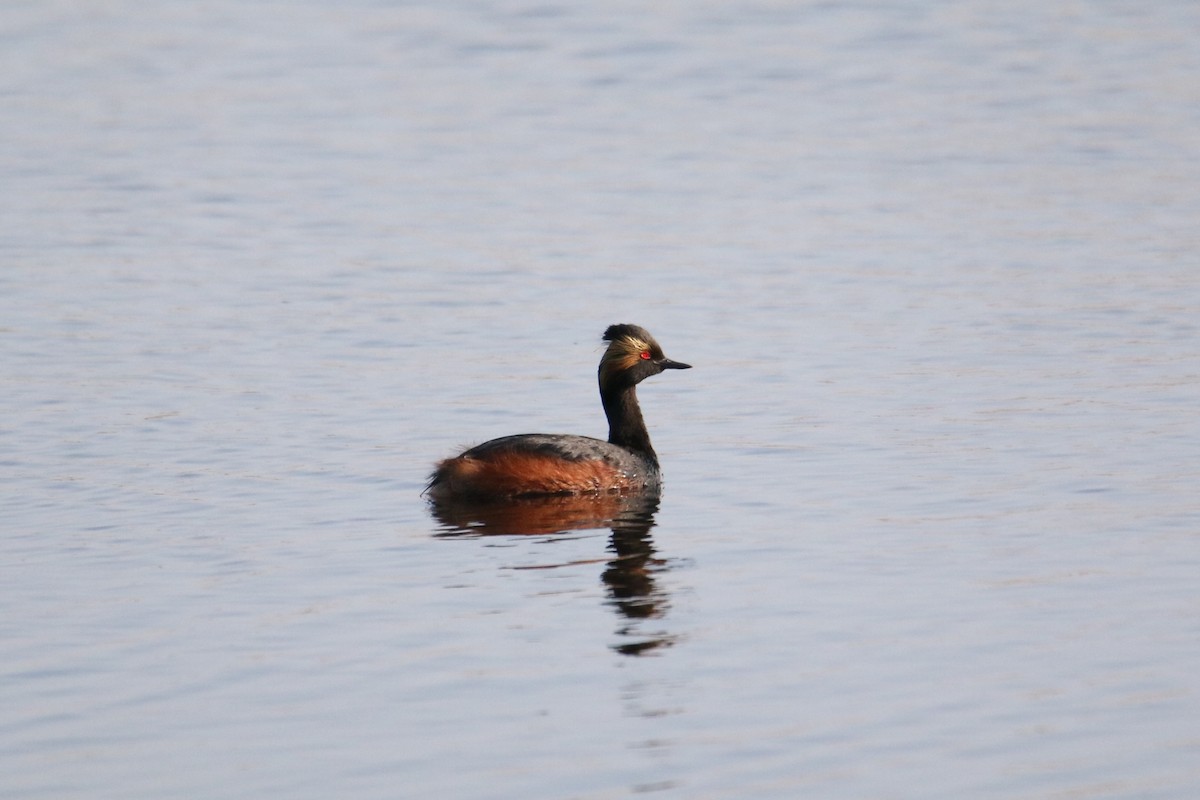 Eared Grebe - ML637413415