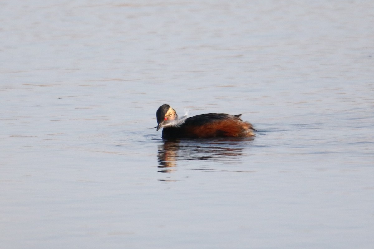 Eared Grebe - ML637413416