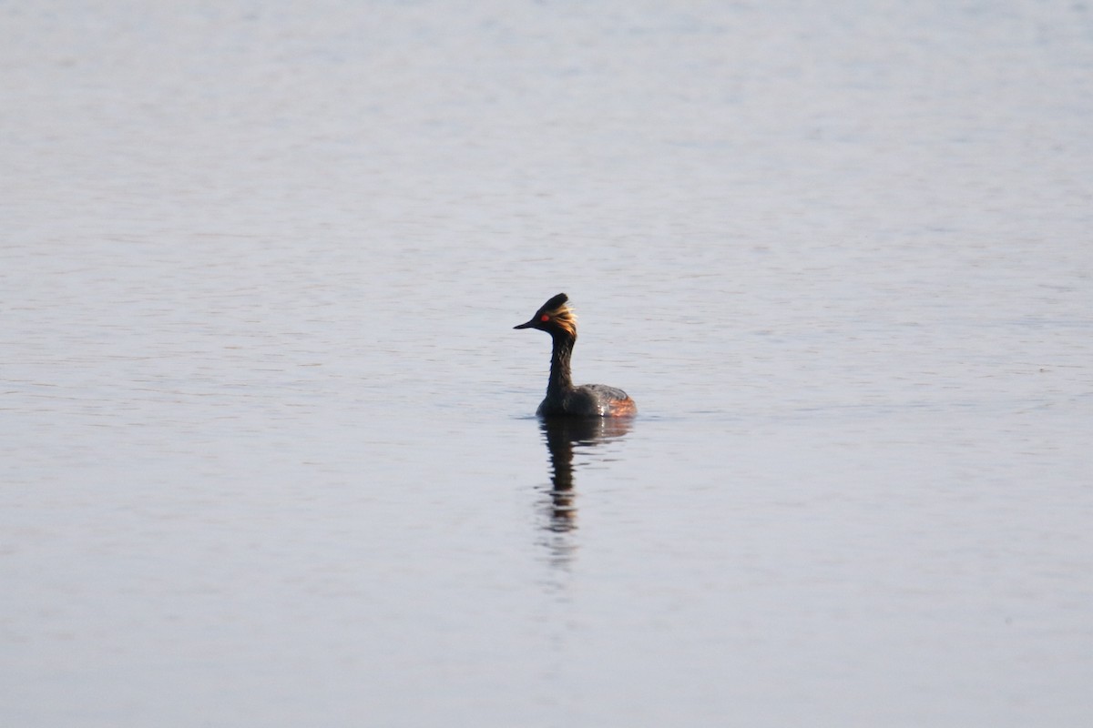 Eared Grebe - ML637413417