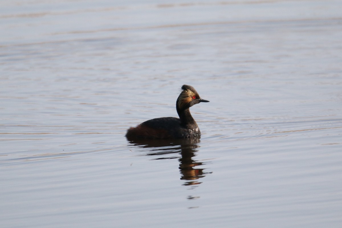 Eared Grebe - ML637413418