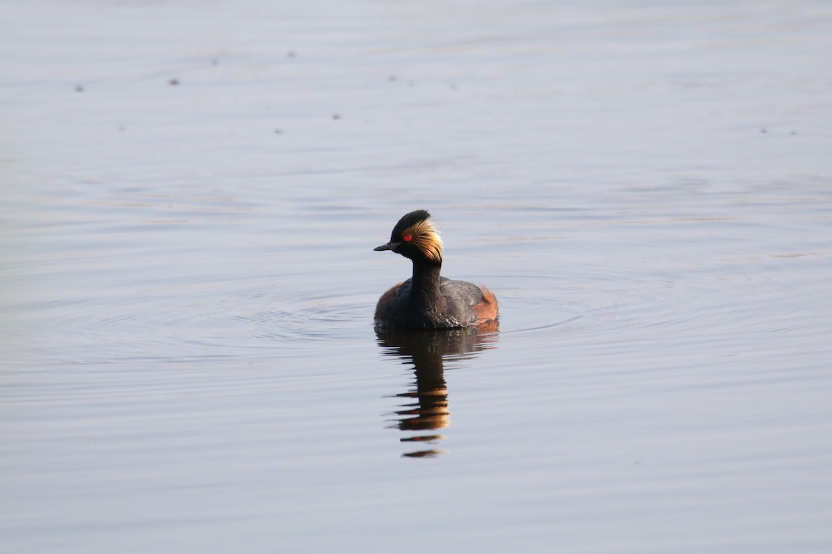 Eared Grebe - ML637413419
