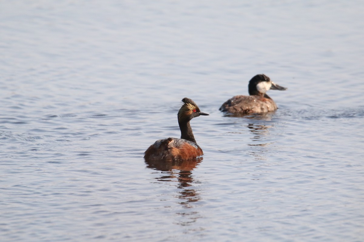 Eared Grebe - ML637413420
