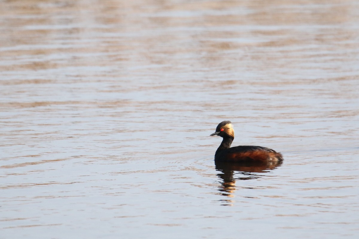 Eared Grebe - ML637413421