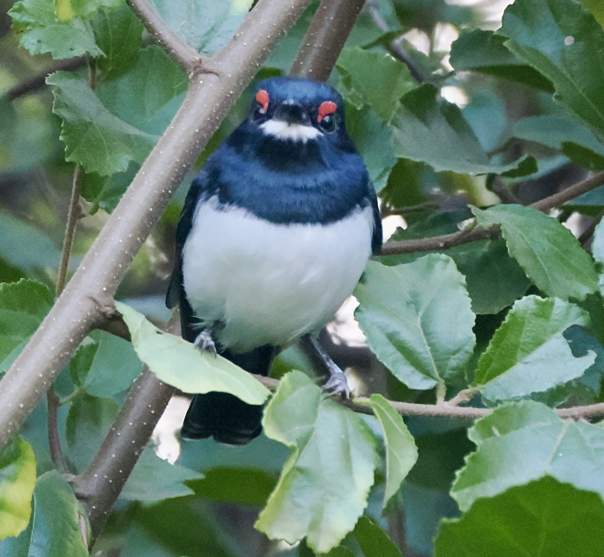 Black-throated Wattle-eye - ML637413434