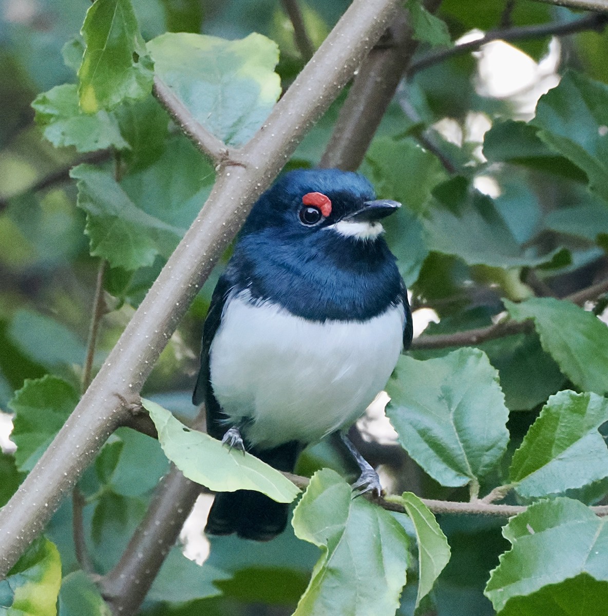 Black-throated Wattle-eye - ML637413435