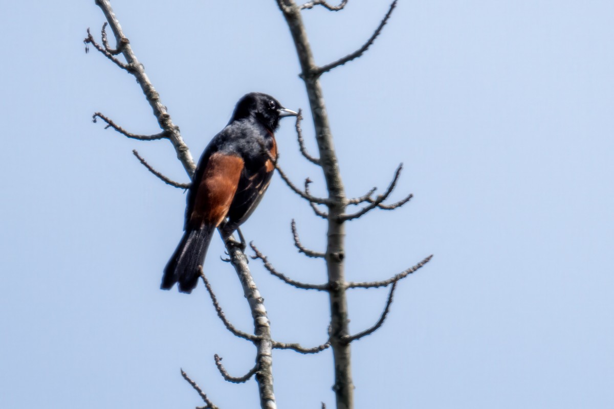 Orchard Oriole - ML637413455