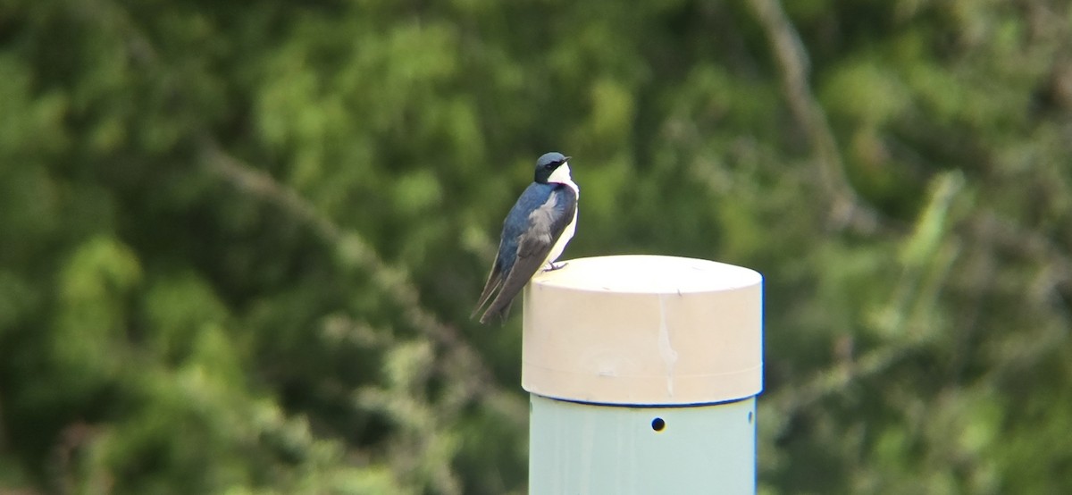 Tree Swallow - ML637413514