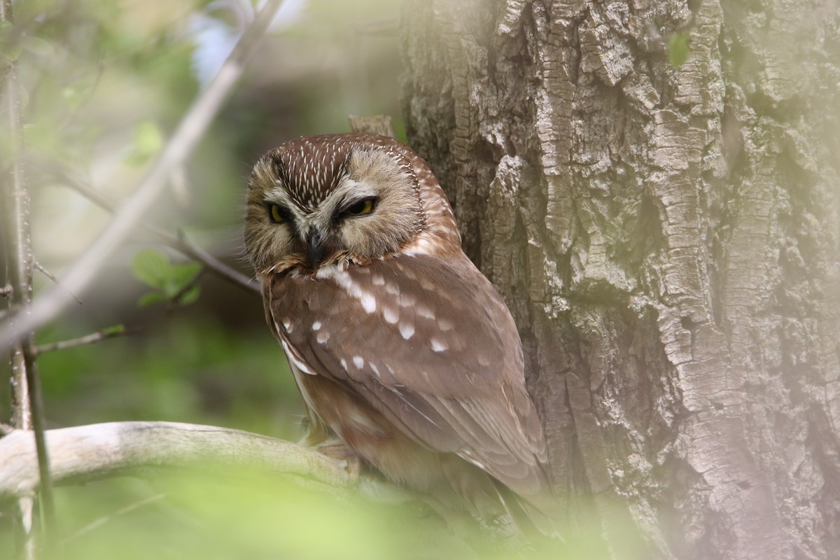 Northern Saw-whet Owl (acadicus) - ML637413519