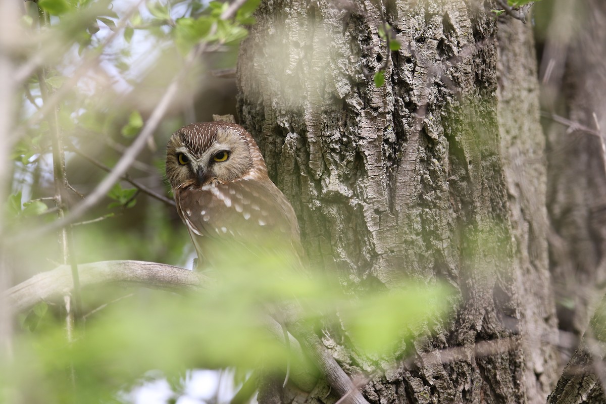 Northern Saw-whet Owl (acadicus) - ML637413520