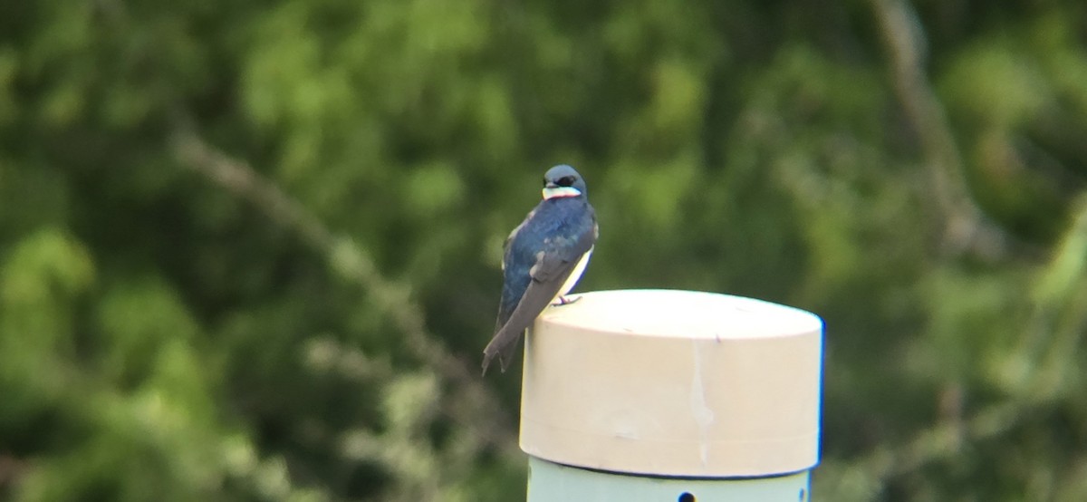 Tree Swallow - ML637413525