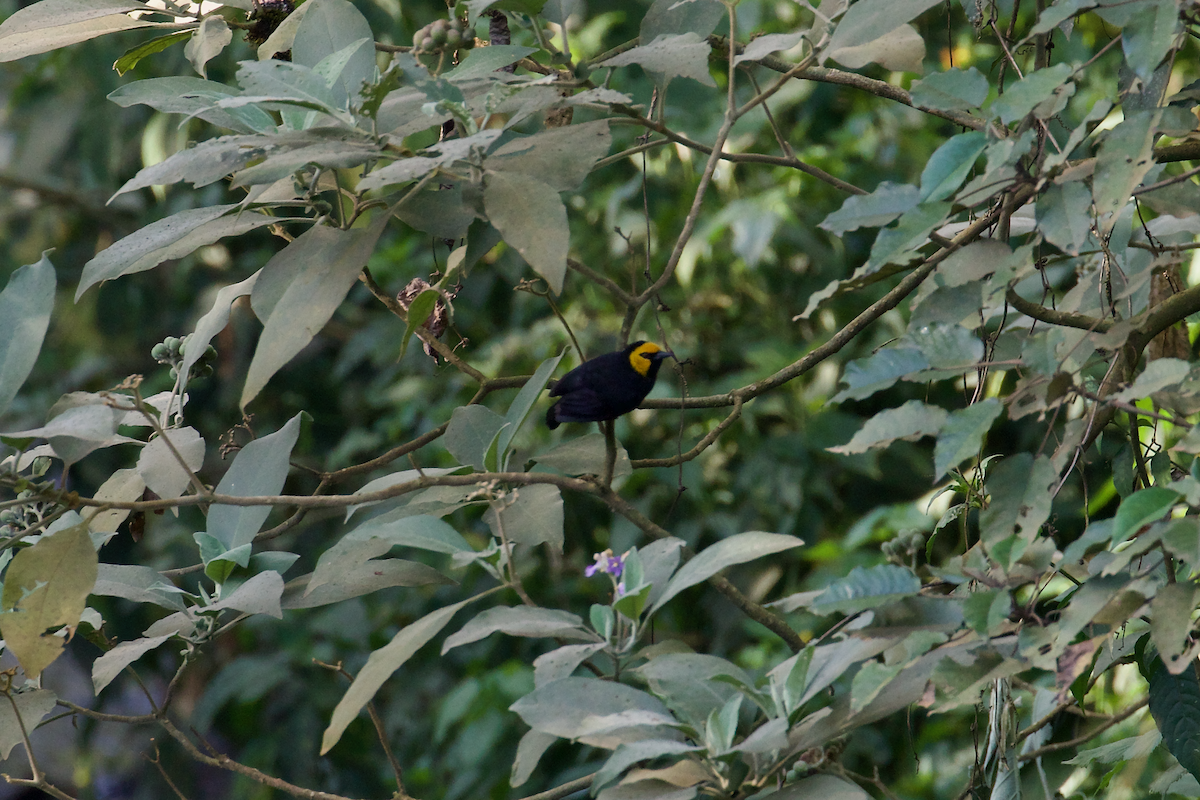 Black-billed Weaver - ML637413533