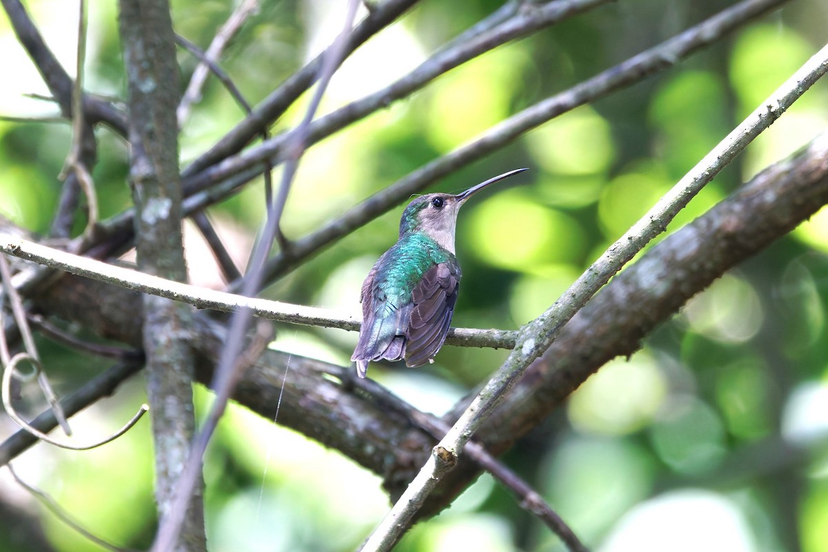 Wedge-tailed Sabrewing - ML637413605