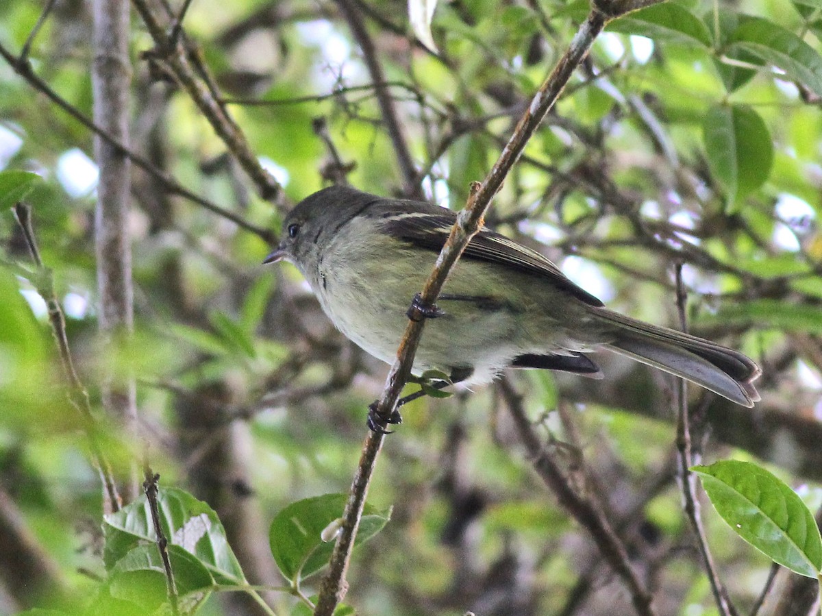 Greater Antillean Elaenia - ML637413628