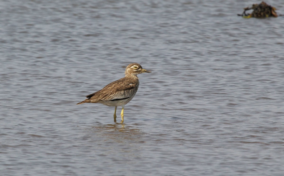 Senegal Thick-knee - ML637413642