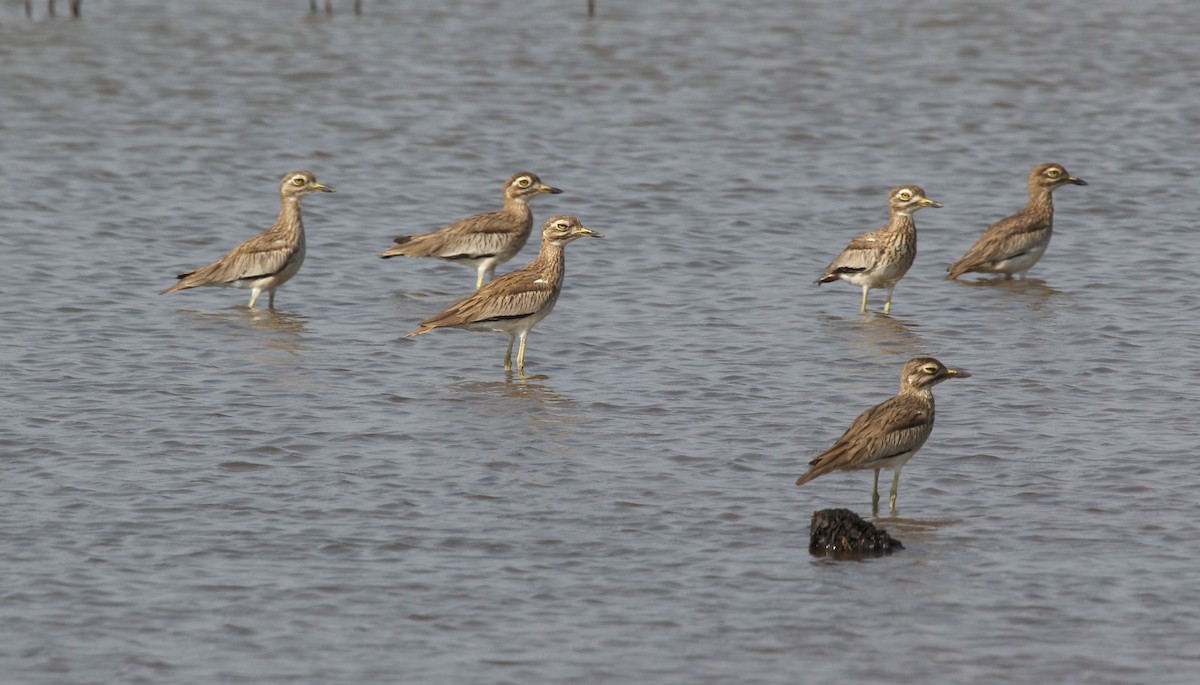 Senegal Thick-knee - ML637413643