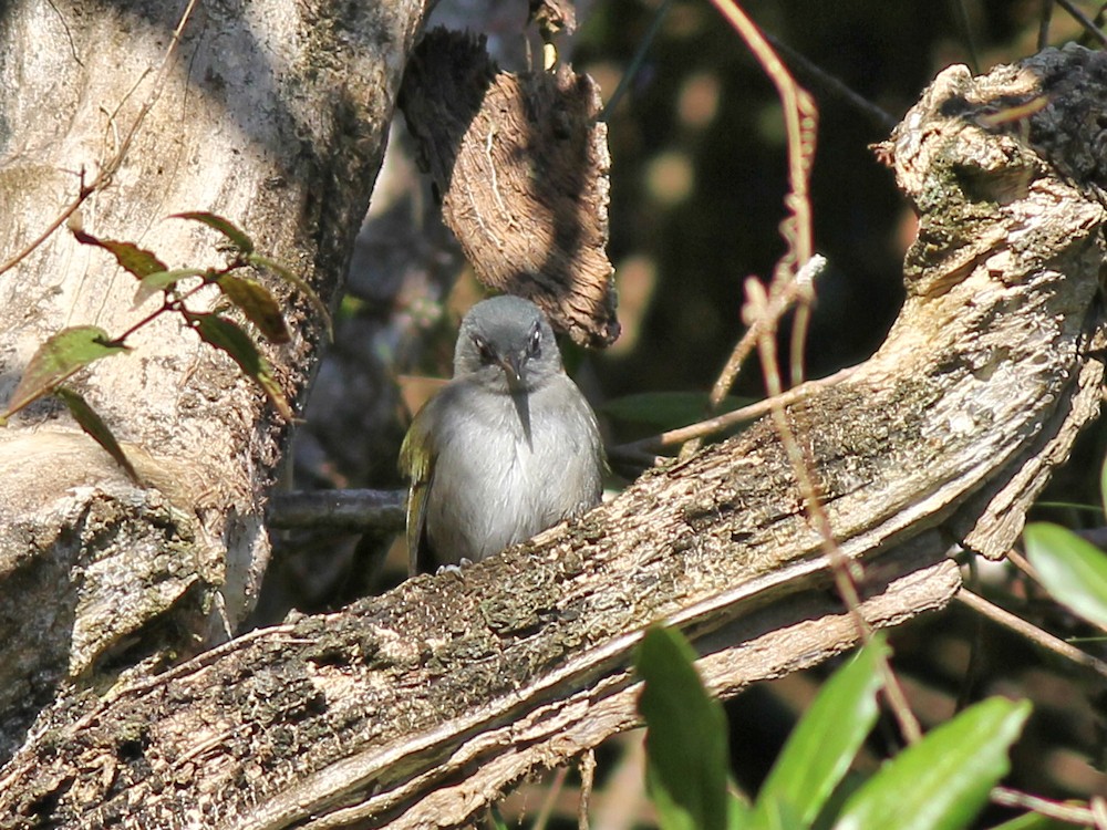 Green-tailed Warbler - ML637413688