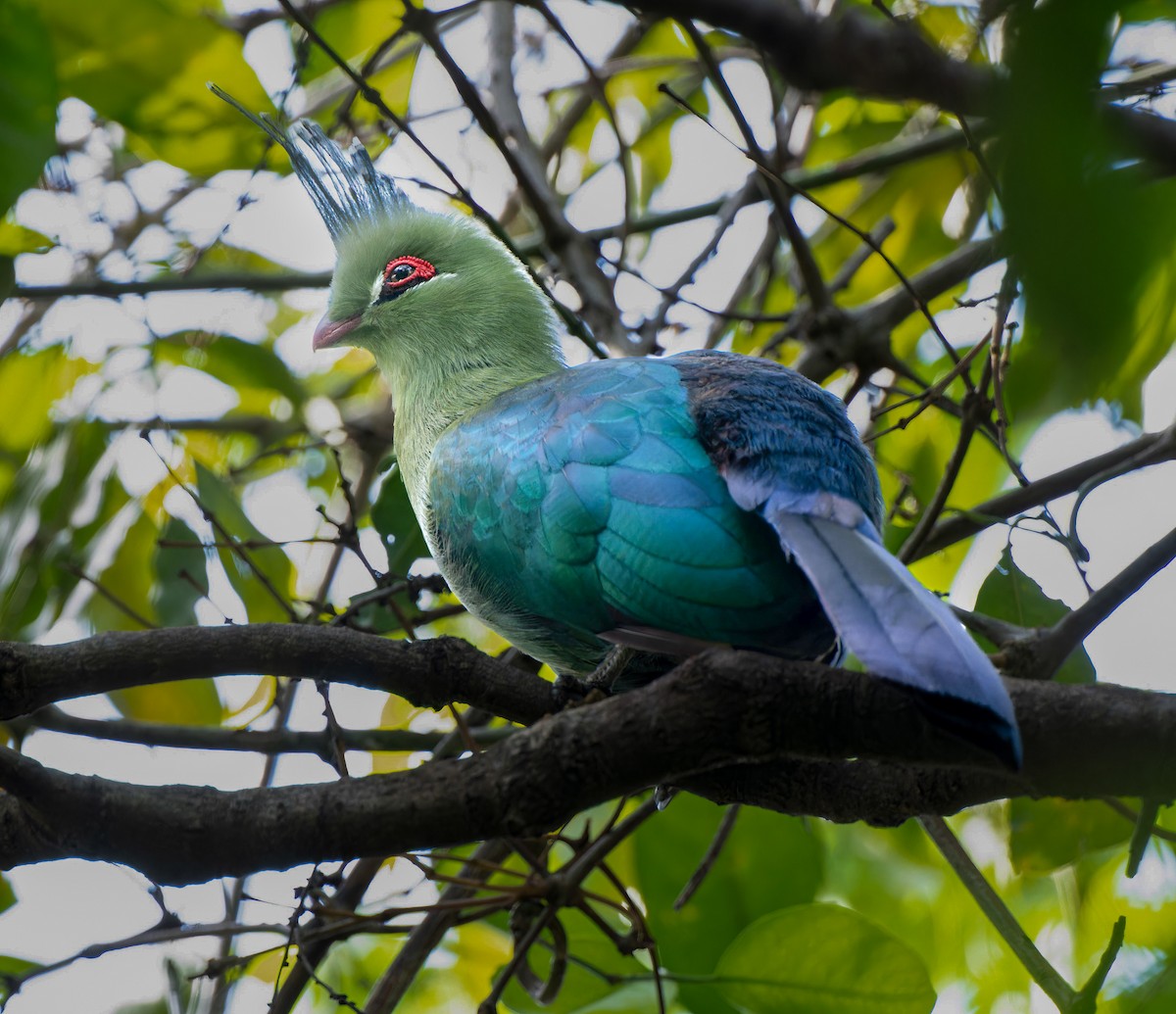 Schalow's Turaco - ML637413704