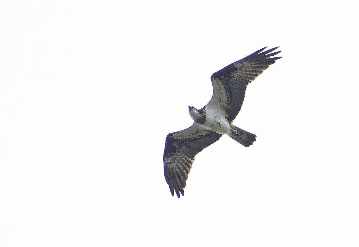 Osprey (Eurasian) - ML637413733