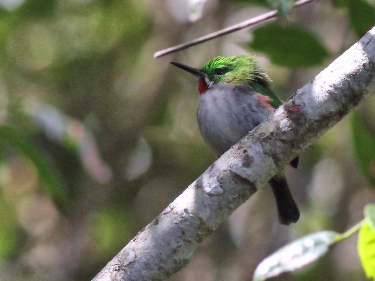 Narrow-billed Tody - ML637413758