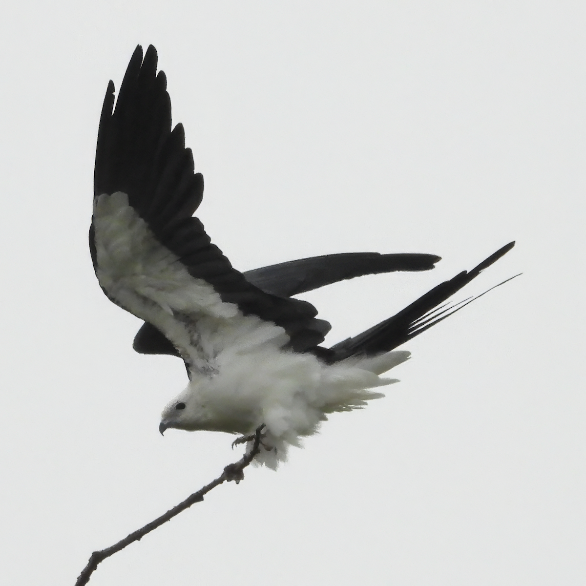 luňák vlaštovčí - ML637413770