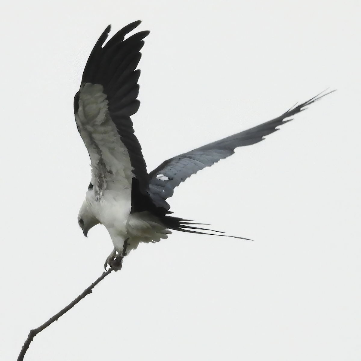 luňák vlaštovčí - ML637413771