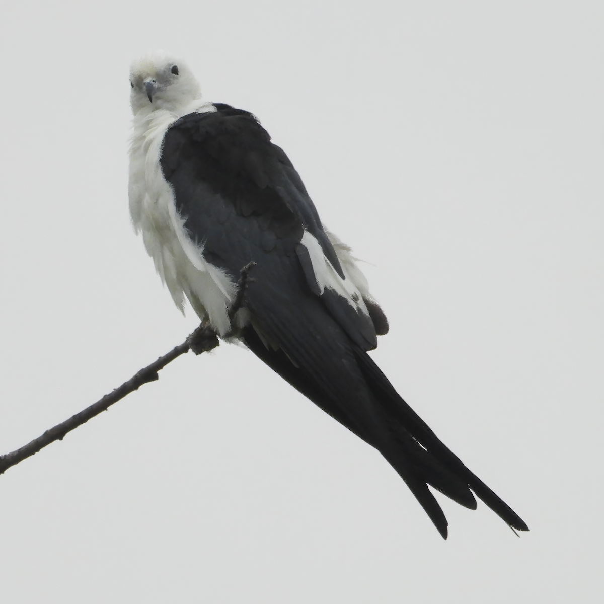 luňák vlaštovčí - ML637413773