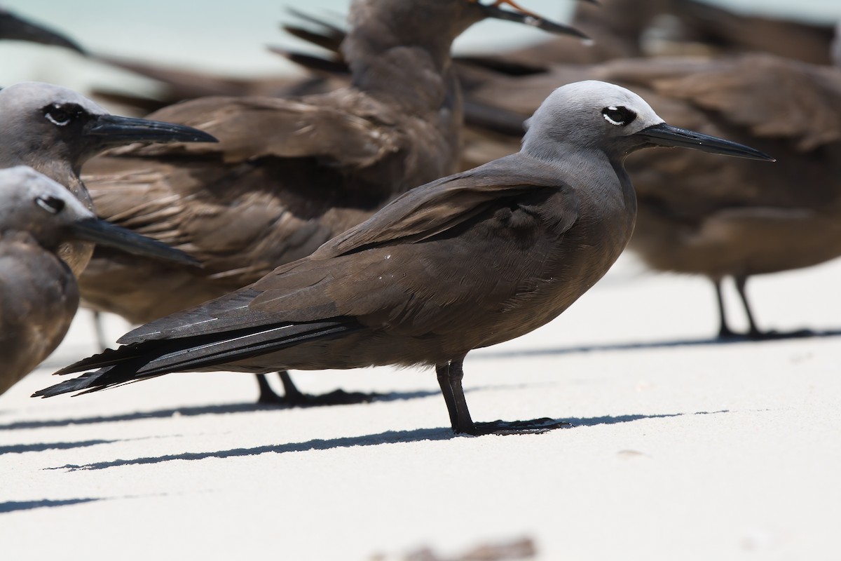 Lesser Noddy - ML637413796