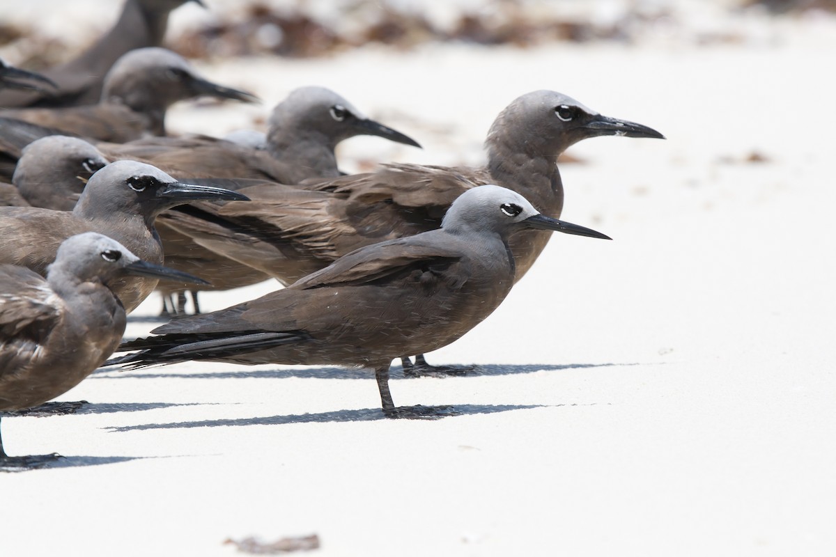 Lesser Noddy - ML637413797