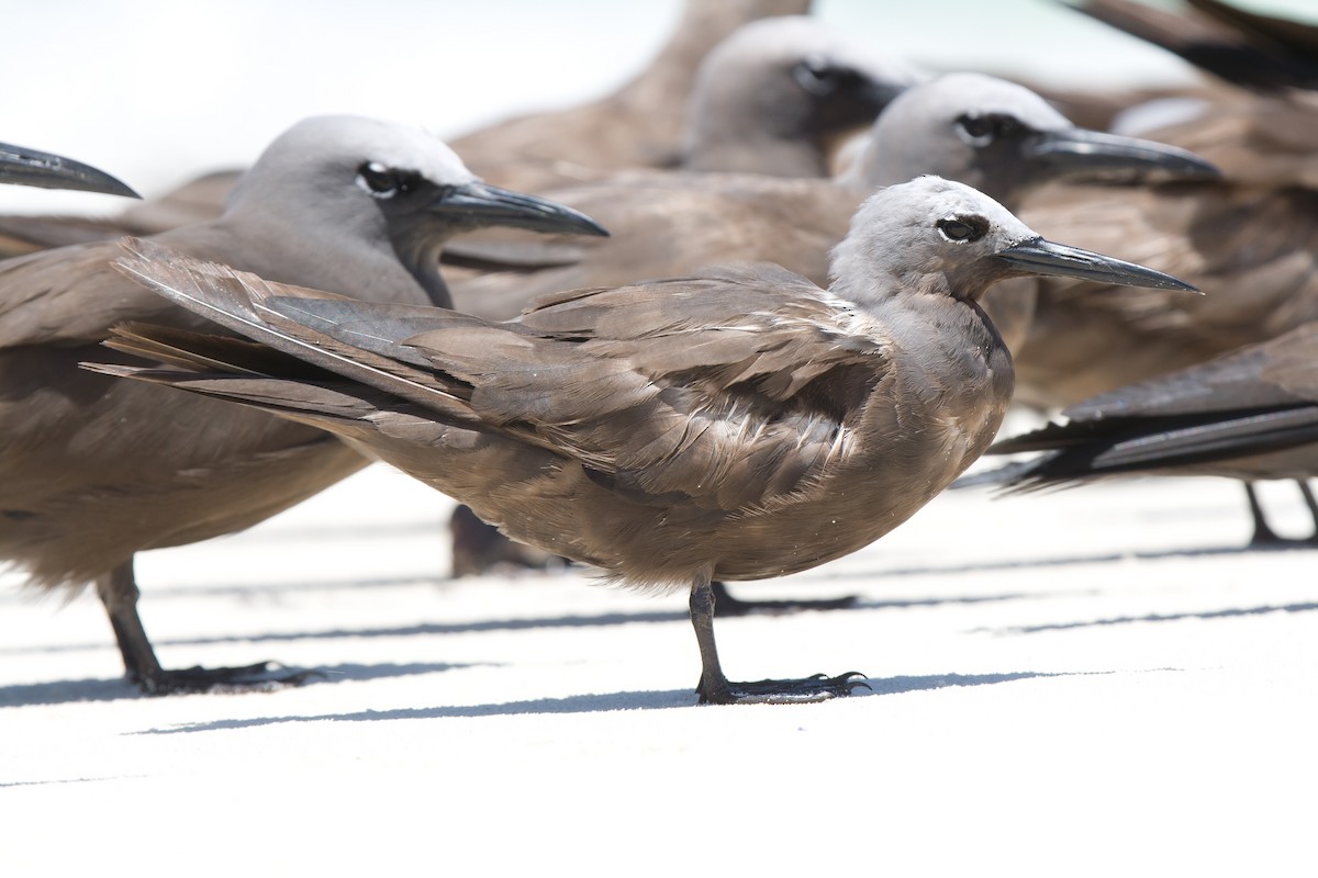 Lesser Noddy - ML637413798