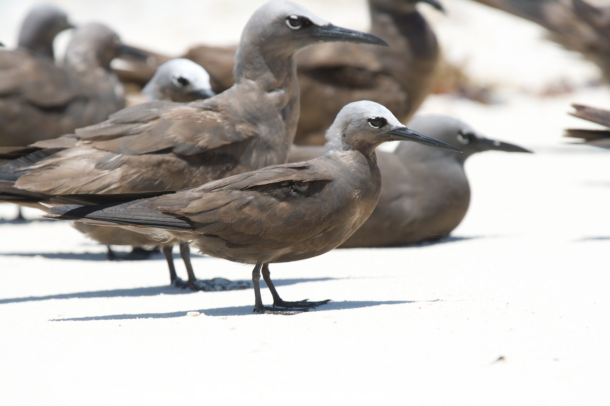 Lesser Noddy - ML637413799