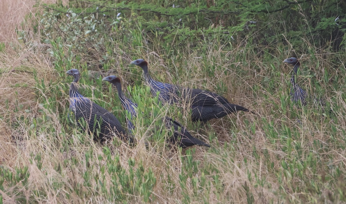 Vulturine Guineafowl - ML637413804