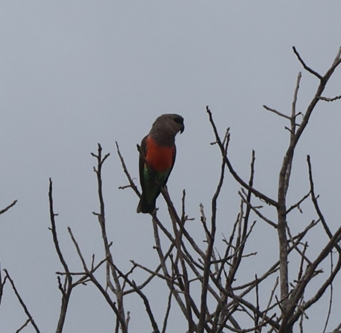 Red-bellied Parrot - ML637413862