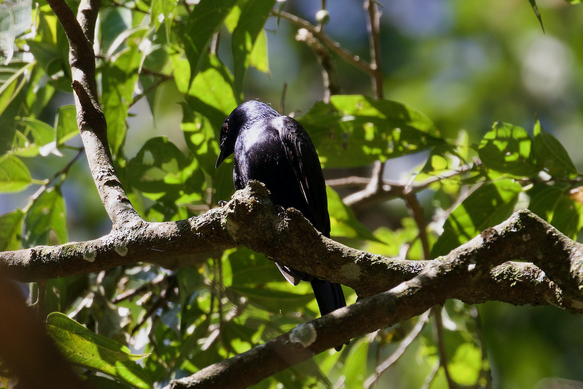 Stuhlmann's Starling - ML637413884