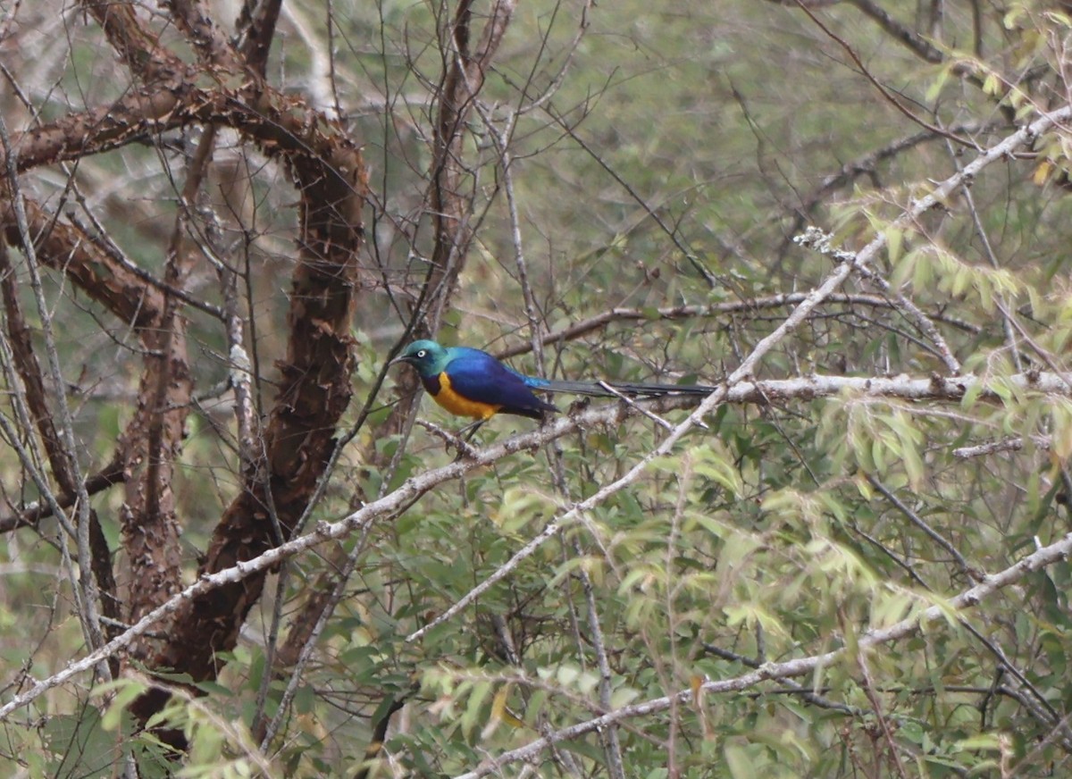 Golden-breasted Starling - ML637413885