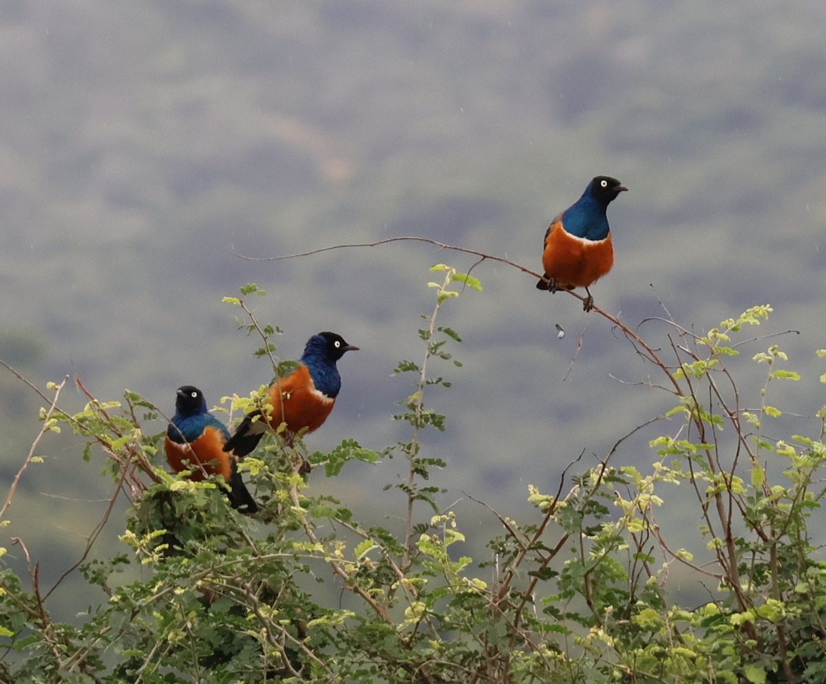 栗頭麗椋鳥 - ML637413886