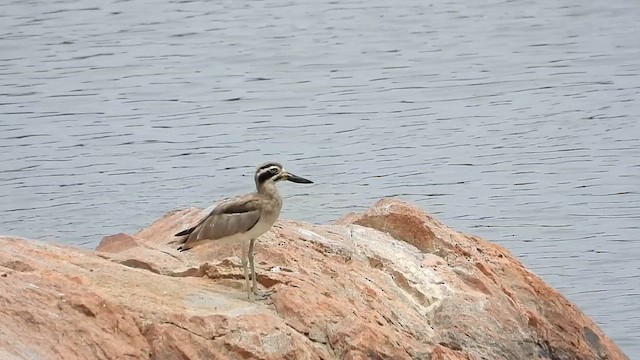 Great Thick-knee - ML637413933