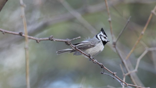 Bridled Titmouse - ML637413941