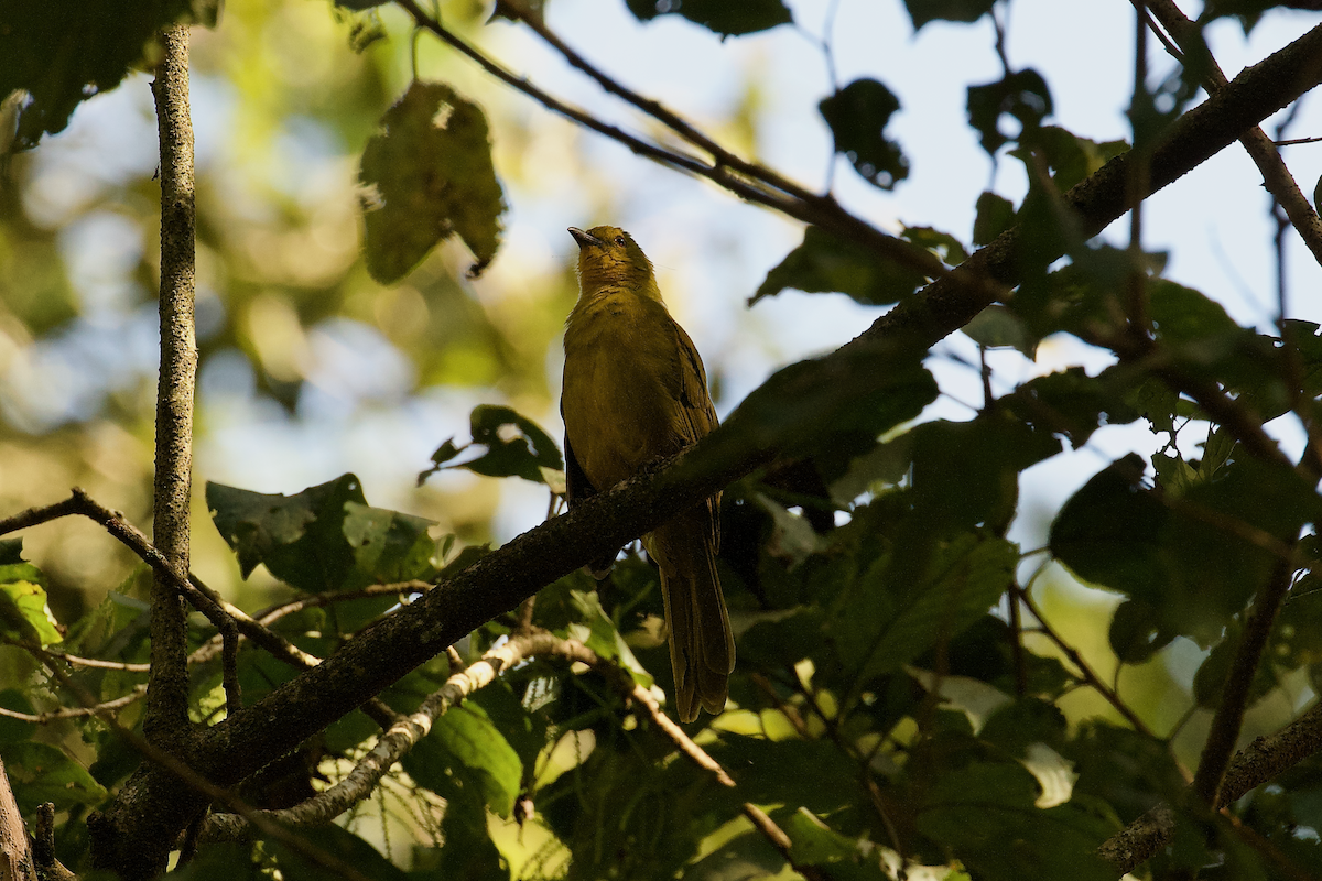 Bulbul Alegre - ML637413943
