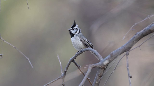 Bridled Titmouse - ML637413948